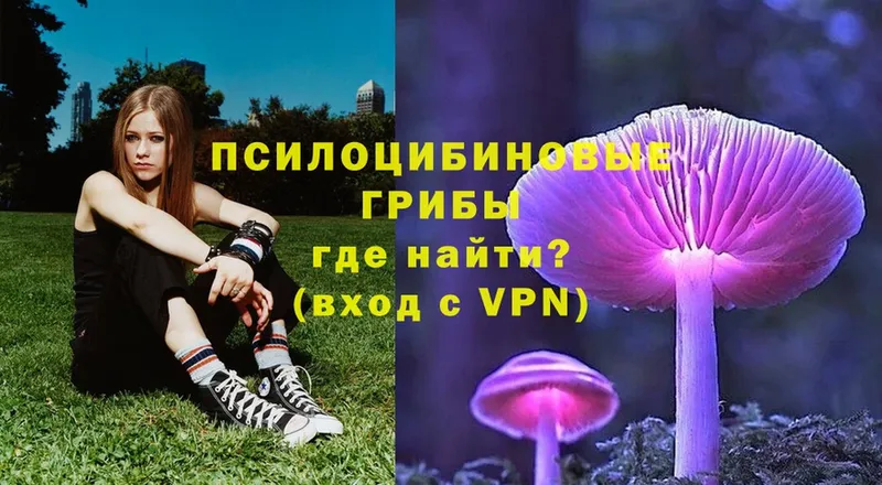 Псилоцибиновые грибы Psilocybe  Беслан 